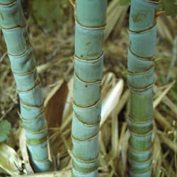 Bamboo Phyllostachys aurea